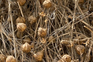 From flax to linen