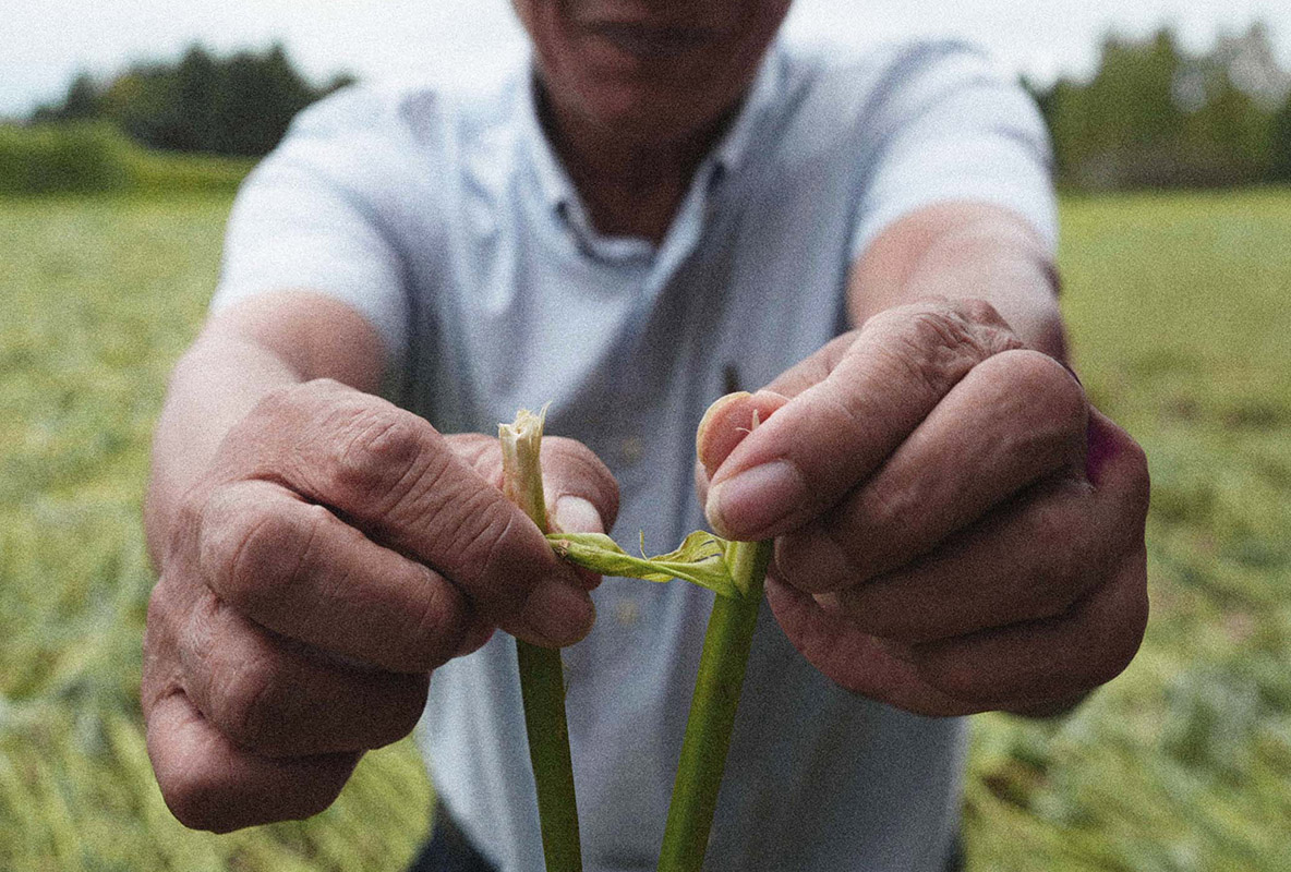 THE HEMP STORY: PART 1