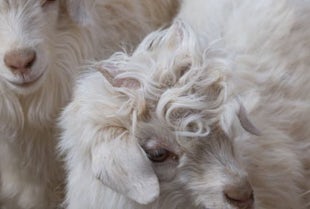 Cashmere