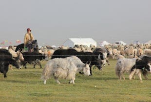 Yak
