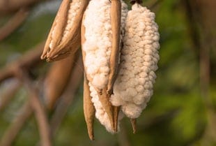 Kapok